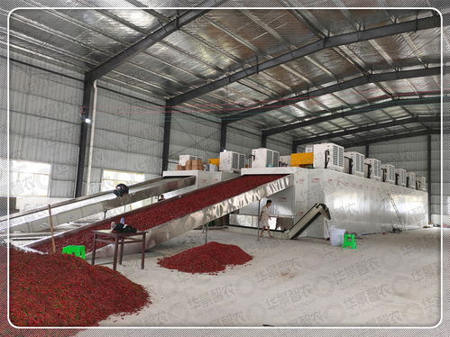 如何設置辣椒烘干機溫度